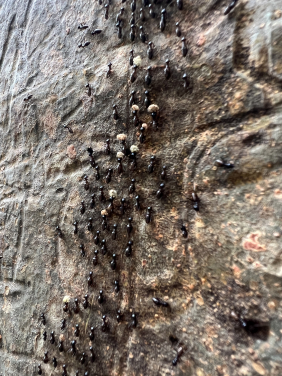 Termites in Sabah, Malaysia (Photo courtesy: Louise Ashton)
